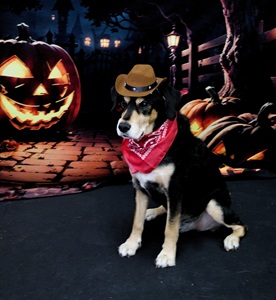 Cowboy